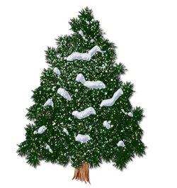 Xmas tree - latitude.jpg